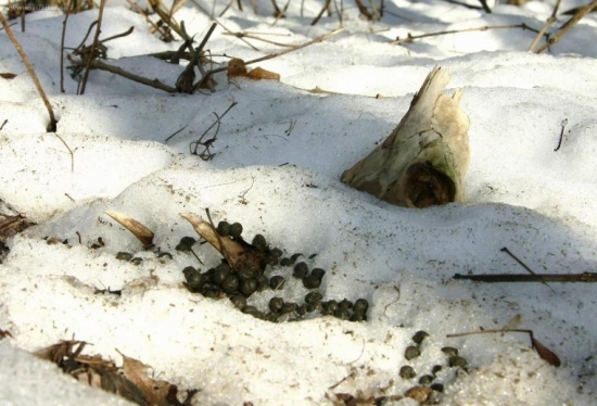 Pekná úcta k nebožtíkovi... :)