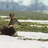Prežúvanie na slniečku