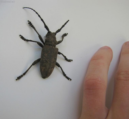 po odfoteni som ho pekne pustil :)