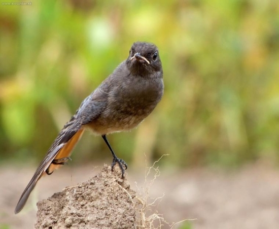Žltochvost domový (Phoenicurus ochruros)