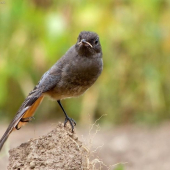 Žltochvost domový (Phoenicurus ochruros)