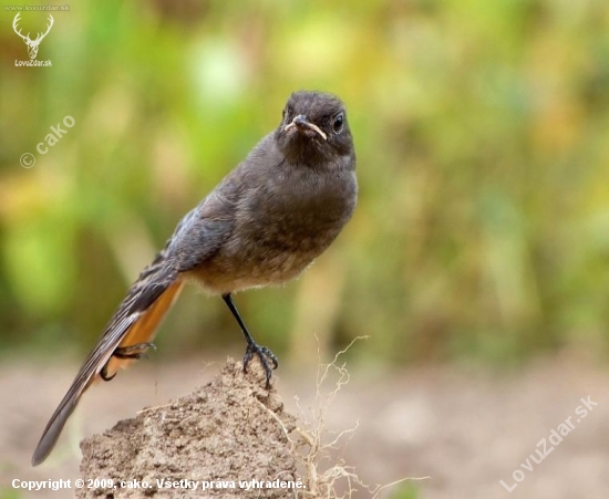 Žltochvost domový (Phoenicurus ochruros)