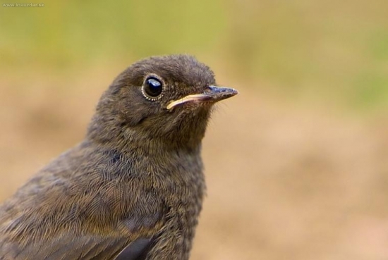 Žltochvost domový (Phoenicurus ochruros)