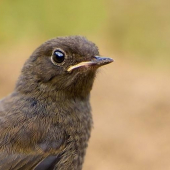 Žltochvost domový (Phoenicurus ochruros)