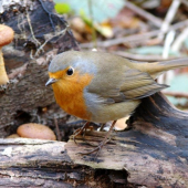 Erithacus rubecula