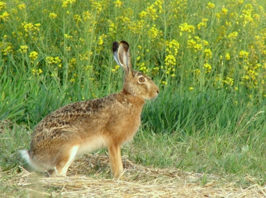 Lepus europaeus