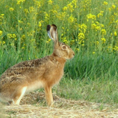 Lepus europaeus