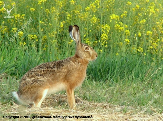 Lepus europaeus