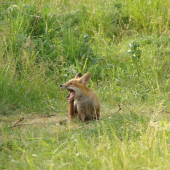 Vulpes
