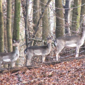 Ochranná služba Silvester 2009