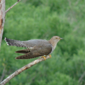 Cuculus canorus