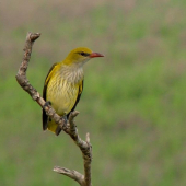 Oriolus