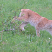 Ked sa šťastie pritrafí :)