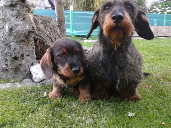 Moje poľovničky :)