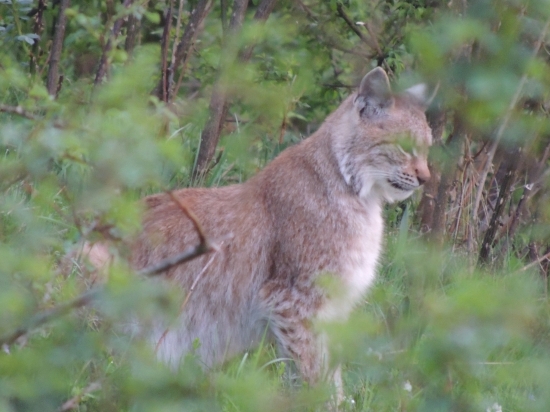 maskovaný,no fotoaparat si miesto našiel :)