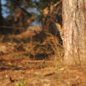 Ked vas v lese špehuju :)