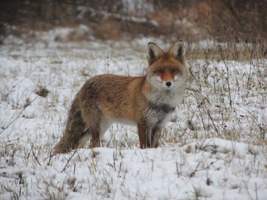 Vysledok vábenia zvedavej líšky :)