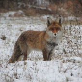 Vysledok vábenia zvedavej líšky :)