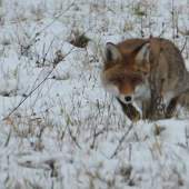 Keď kmotra nahodi loviaci inštinkt