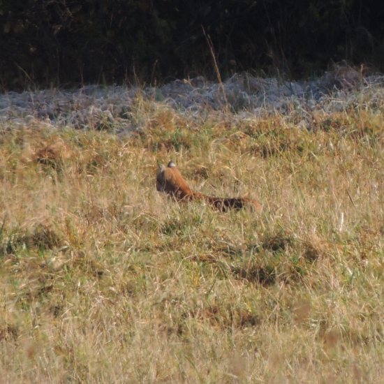 spomienka na mladého rysa