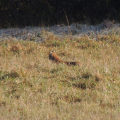 spomienka na mladého rysa