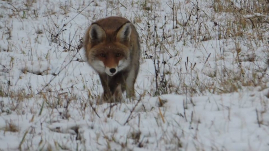 zvedavosť je silná vec