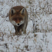 zvedavosť je silná vec