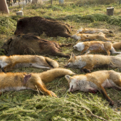 uspešne zorganizovaná spoločná poľovačka :)