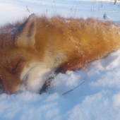 psík ju vyhnal,broky dobehli