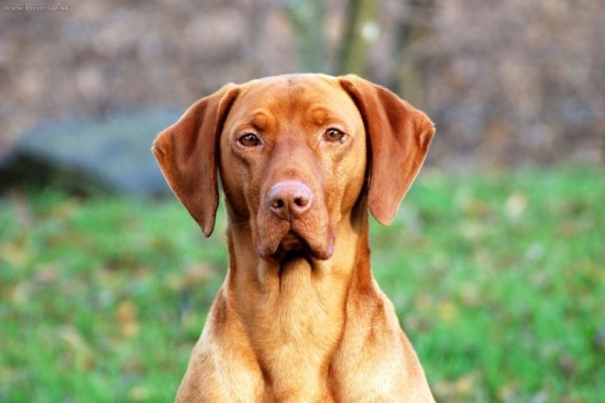 Madarska vyzla - Britt