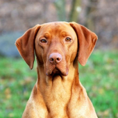 Madarska vyzla - Britt