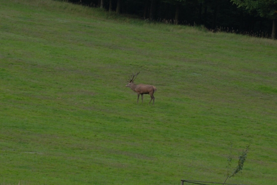 Ruja