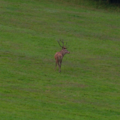 Ruja 2010