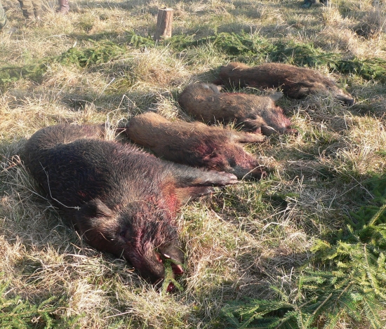 mohlo byt aj viac ale aj tak dobre