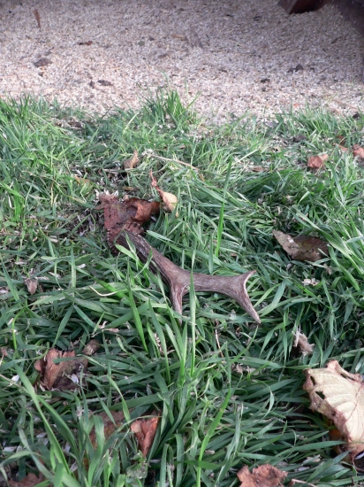 konecne ! prvý srnci