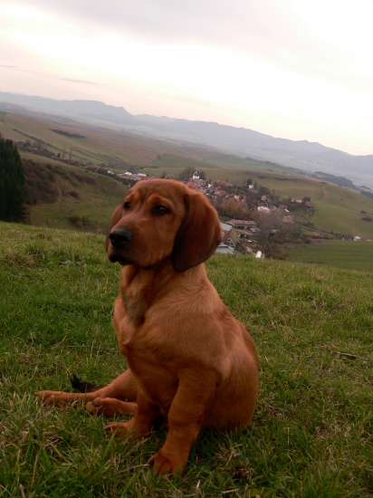 Baron z Jahodnickych hajov (4 mesiace)