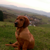 Baron z Jahodnickych hajov (4 mesiace)