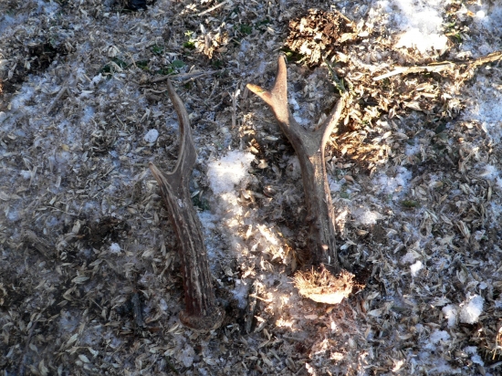 dalsie srncie :D tolko stastia . to sa na mna nepoboba