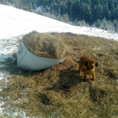 dnesna  pomoc v nudzi (sice pomenej ale predsa )