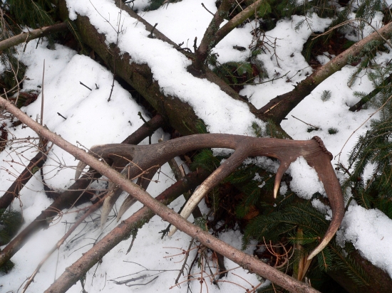 konecne prvy toho roku :D a prvy strnastorak