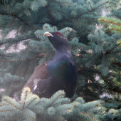 zabludil do dediny :D