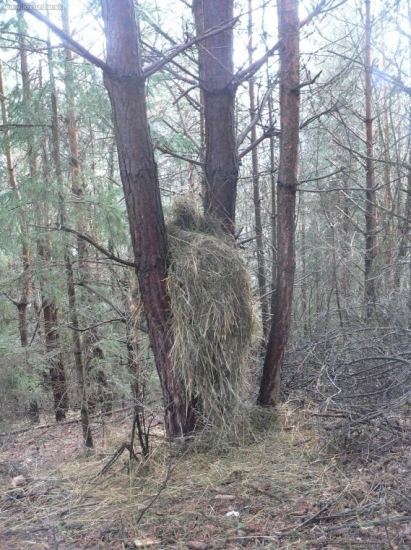 vyuzitie takychto stromou