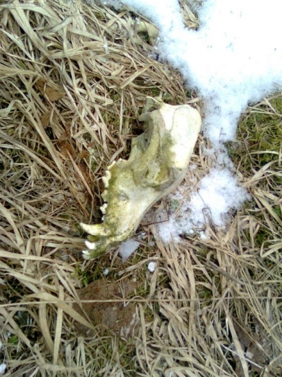 co je to ,pes alebo vlk?