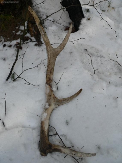 zub casu sa podpisal