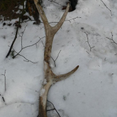 zub casu sa podpisal