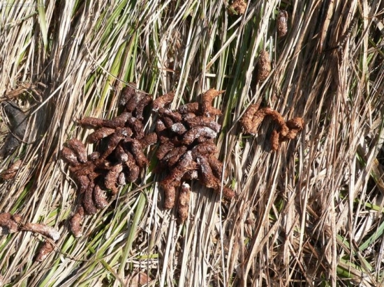 je to hluchánči jariabok?