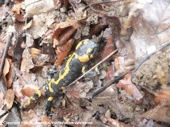 salamandra škvrnitá