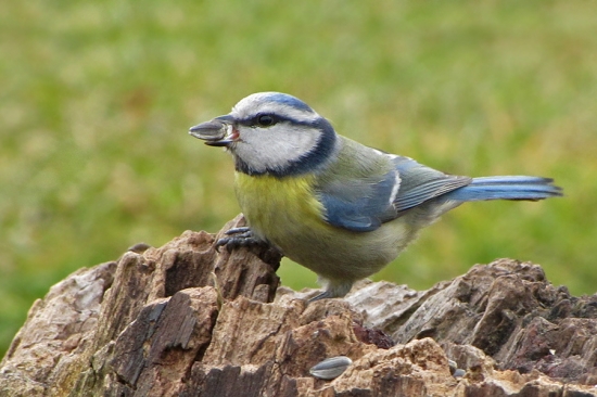 Sýkorka belasá (Parus caeruleus)