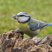 Sýkorka belasá (Parus caeruleus)