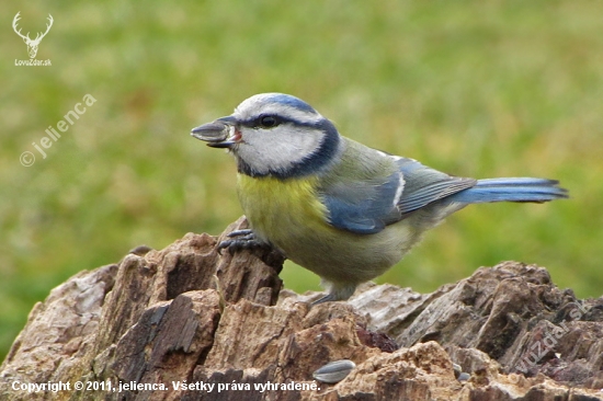 Sýkorka belasá (Parus caeruleus)